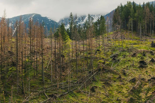 Paisagem Montanhas Tatra Com Floresta Pinheiros Montanhas Fundo — Fotografia de Stock