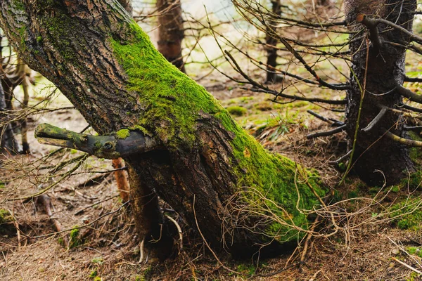 Krajobraz Drzewa Pnia Korzeni Rozprzestrzeniających Się Ziemi Mgliste Tło Natury — Zdjęcie stockowe