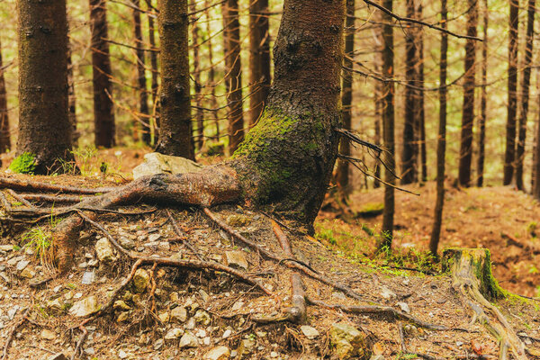 Tree landscape with trunk and roots spreading out on ground and foggy nature background