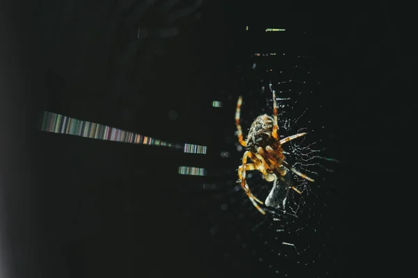 クモの巣は暗い背景にバグを見つけ — ストック写真