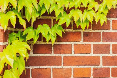Eski doku tuğla duvar, arka plan, sarmaşıkla kaplı ayrıntılı desen. Duvardaki sarmaşık