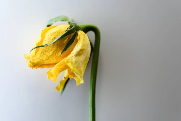Rosa Amarilla Descolorida Sobre Fondo Blanco — Foto de Stock