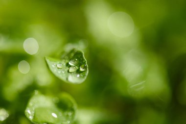 Taze aromatik roka otu, çiy damlalı makro fotoğraf. Ev mi, mutfak mı?.