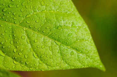 Çiy damlaları ile yeşil yaprak, kopyalama alanı ile makro fotoğraf kapatın