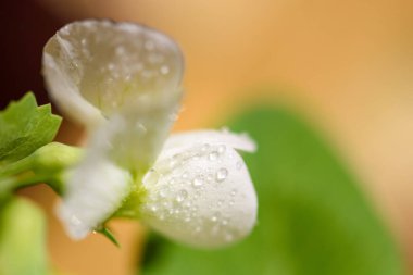 Bezelye tohumu, çiçekler, makro fotoğraf. Ev yapımı organik sebzeler, teras ya da balkondaki saksılarda yetişen fasulyeler. Kentsel çiftlik ve konteynır bahçe konsepti