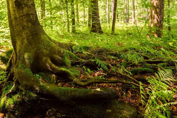 Bäck Med Trädrötter Skog Landskap Med Grund Fjällbäck Skog Våta — Stockfoto