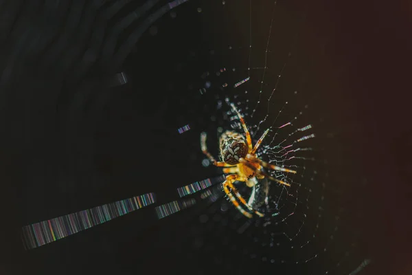 蜘蛛网上的蜘蛛在黑暗的背景下捕捉到了一个虫子 有选择性地聚焦 — 图库照片