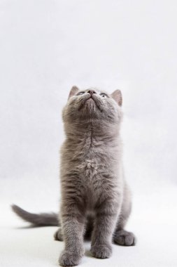 Sevimli gri evcil kedi yavrusu dikey açık arkaplan fotoğrafına bakıyor.