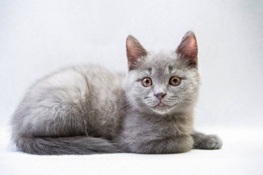 Aydınlık arka plan dikey fotoğraf üzerinde sevimli gri kedi yavrusu