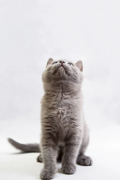 Sevimli Gri Evcil Kedi Yavrusu Dikey Açık Arkaplan Fotoğrafına Bakıyor — Stok fotoğraf
