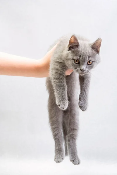 可爱的灰色家养小猫挂在人的手上 背景浅 照片垂直 — 图库照片