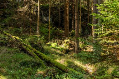Dağlardaki ormanın derinliklerindeki ağaçlar. Tablo dağı, doğa arkaplanı