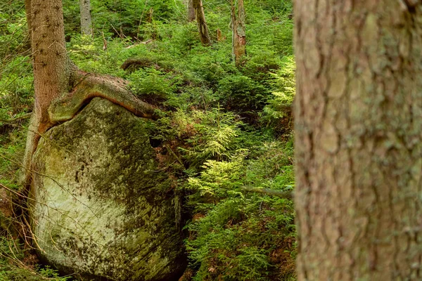 Korzenie Drzew Które Dorastają Kamieniach Głębokim Lesie Stołowej Górze Naturalny — Zdjęcie stockowe