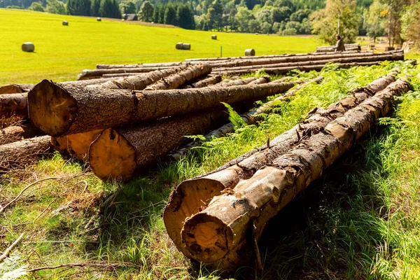 Tronchi Legno Rimangono Radura Foresta Mucchio Tronchi Legno Margini Della — Foto Stock