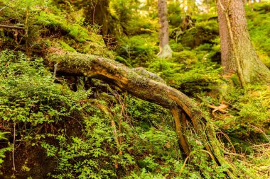 Dağlardaki ormanın derinliklerindeki ağaçlar. Tablo dağı, doğa arkaplanı
