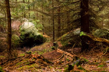 Ormanın derinliklerinde kayalar ve masa dağları, vahşi doğa manzarası, yatay fotoğraf
