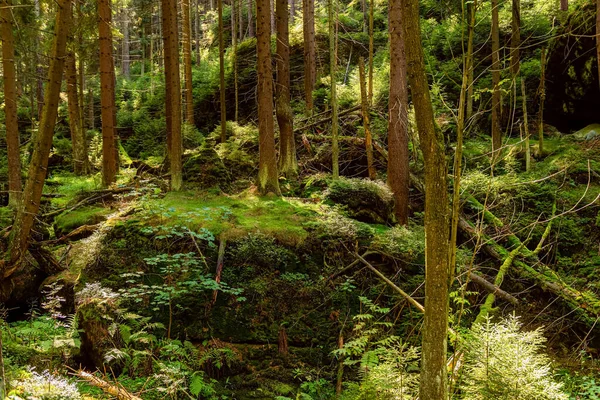 Drzewa Głębokim Lesie Górach Góra Stołowa Tło Natury — Zdjęcie stockowe