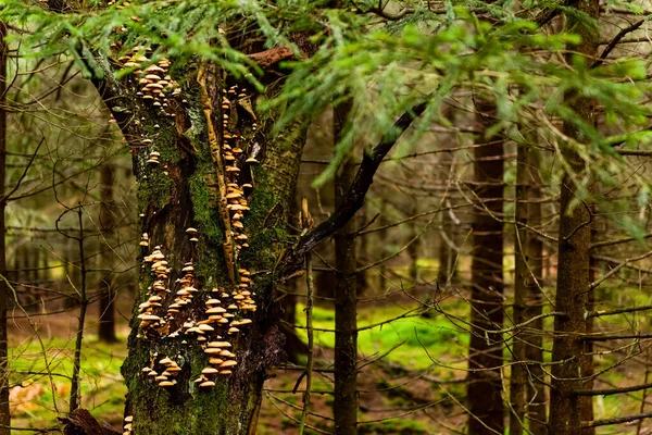 Tronc Mousseux Arbre Plein Champignons Sur Écorce Dans Une Forêt — Photo