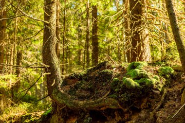 Dağlardaki ormanın derinliklerindeki ağaçlar. Tablo dağı, doğa arkaplanı