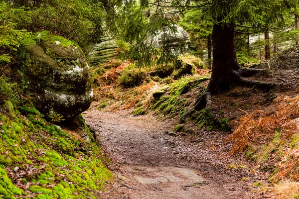 Masa Dağındaki Ormanın Derinliklerindeki Yürüyüş Yolu Doğal Park Alanı Doğa — Stok fotoğraf