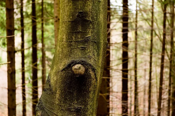 Oeil Tronc Arbre Dans Une Forêt Profonde Conifères Écorce Arbre — Photo