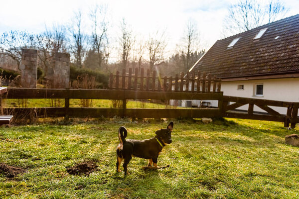 маленькая приёмная собака на лугу под открытым небом в сельской местности. сельский природный ландшафт, горизонтальное фото