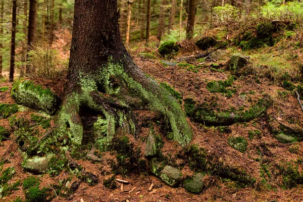 Forêt Profonde Vue Sur Les Racines Des Pins Des Conifères — Photo