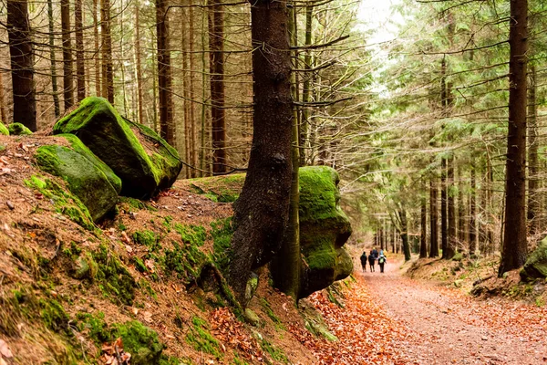 Het Wandelpad Een Diep Bos Tafelberg Natuurpark Natuur Achtergrond — Stockfoto