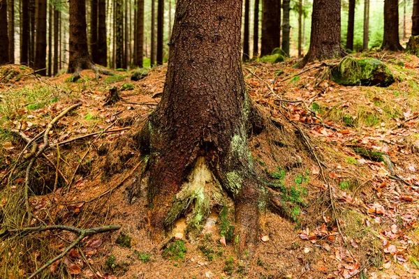 Forêt Profonde Vue Sur Les Racines Des Pins Des Conifères — Photo