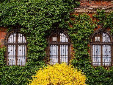 Yeşil sarmaşıkla kaplı üç pencereli eski binadan oluşan tuğla bir duvar.