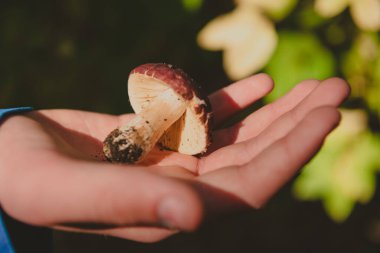 Mantar insan elinde, mantar mantarı ormanda bulur, yatay fotoğrafı kapatır.