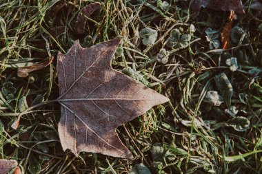 Donmuş akçaağaç yaprağı çimlerin üzerinde sonbahar sabahının erken saatlerinde, yatay bir fotoğraf.