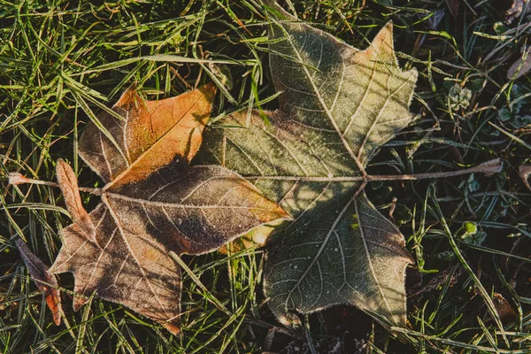 Follaje Arce Congelado Suelo Sobre Una Hierba Madrugada Otoño Foto —  Fotos de Stock