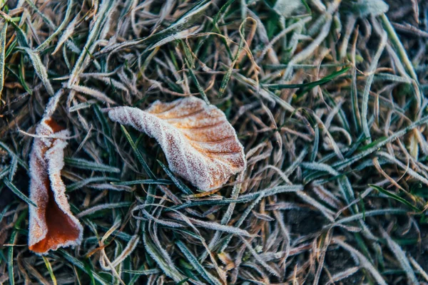 Frozen Foliage Ground Grass Early Autumn Morning Horizontal Photo — Stock Photo, Image