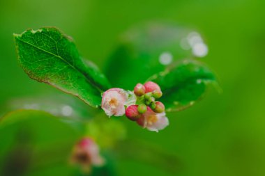 Sonbahar mevsiminde yeşil zemin üzerinde küçük pembe bir çiçek, yatay fotoğraf