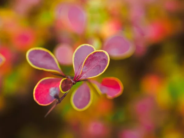 Otoño Otoño Rojo Amarillo Hojas Fondo Foto Horizontal — Foto de Stock