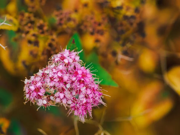 Zavřít Podzimní Růžové Malé Květiny Oranžové Keře Listy Pozadí Horizontální — Stock fotografie