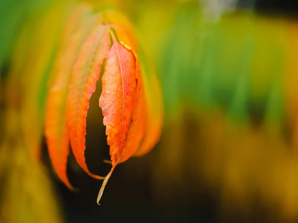 Осінні Барвисті Листя Червоне Жовте Оранжеве Зелене Осіннє Листя Фон — стокове фото