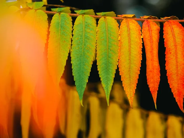 Podzimní Barevné Listy Červená Žlutá Oranžová Zelená Podzimní Listy Pozadí — Stock fotografie