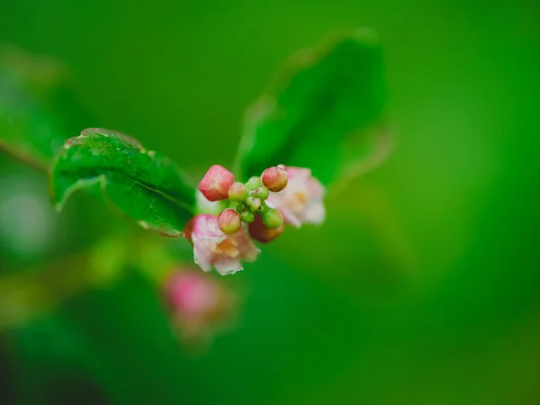 Kis Rózsaszín Virág Egy Bokor Zöld Háttér Őszi Szezonban Vízszintes — Stock Fotó