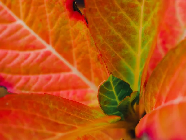 Κοντινό Πλάνο Όμορφα Κόκκινα Φύλλα Μοτίβο Από Μπουμπούκια Στο Κλαδί — Φωτογραφία Αρχείου