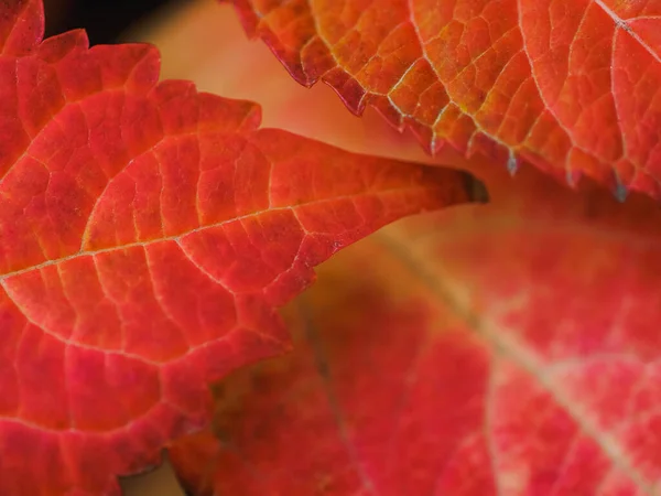 Gros Plan Beau Motif Feuilles Rouges Des Bourgeons Sur Branche — Photo