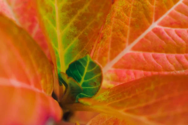 Primo Piano Bel Modello Foglie Rosse Dalle Gemme Sul Ramo — Foto Stock