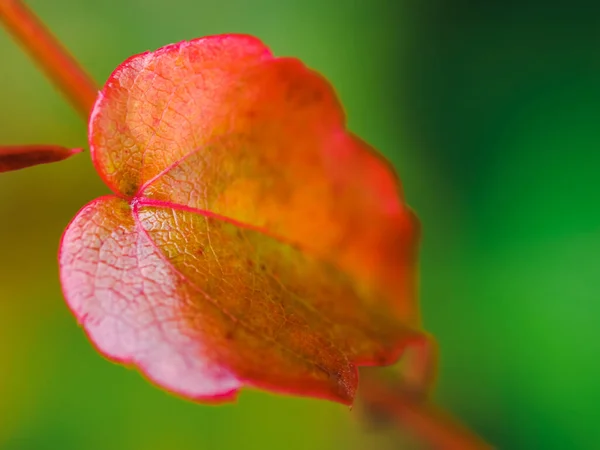 Κόκκινο Φύλλο Κισσός Κοντά Στο Πράσινο Φόντο Οριζόντια Φωτογραφία — Φωτογραφία Αρχείου