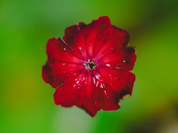 Cabeza Flor Roja Sobre Fondo Verde Vista Superior Cerca Foto — Foto de Stock