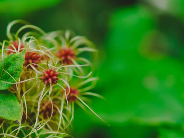 Delicadas Semillas Clematis Vitalba Traveller Joy Otoño Sobre Fondo Verde —  Fotos de Stock