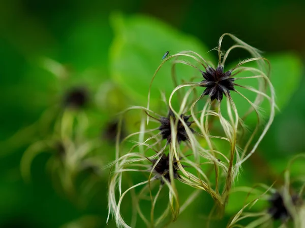 클레멘티 비탈바 Clematis Vitalba 가을에 배경을 트래블러의 조이이다 설계에 — 스톡 사진