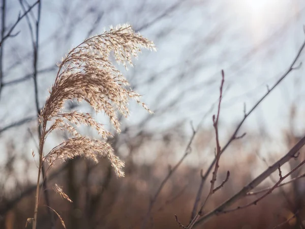 Rákosí Venku Nad Slunnou Oblohou Pozadí Příroda Zimní Sezóna — Stock fotografie