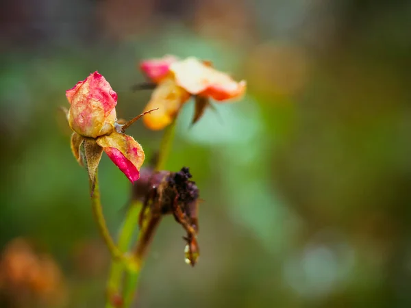 Rosa Otoño Decolorante Rosas Descoloridas Jardín Rose Fondo Desenfocado Cálido — Foto de Stock