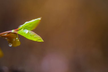 Baharın erken saatlerinde, yağmurlu bir günde, çalıların ilk bahar dalları ve küçük yeşil ıslak yaprak kapanıyor.